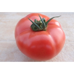 Pomidor-HTP-11--250-N